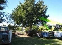 Kwikfynd Tree Management Services
mountmolloy