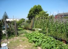 Kwikfynd Vegetable Gardens
mountmolloy